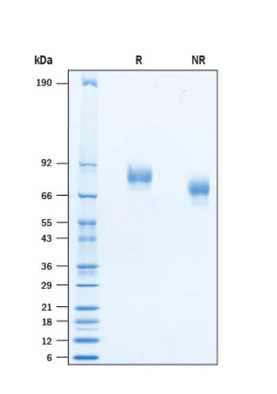 2 μg/lane Protein  was resolved with SDS-PAGE under reducing (R) and non-reducing (NR) conditions and visualized by Coomassie® Blue staining.